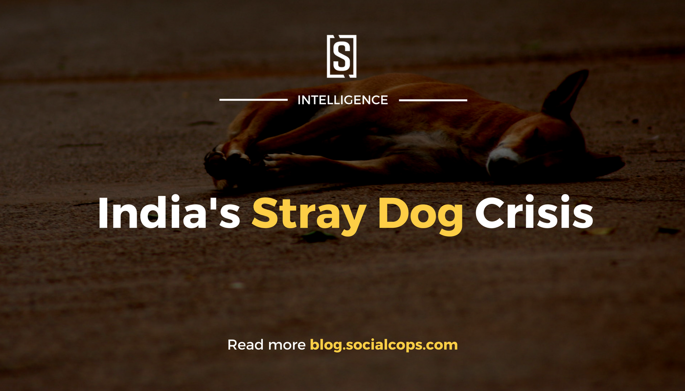 English Essay Examples Stray Dogs In India An Issue Of Public Health And Animal Welfare Socialcops Argumentative Essay Thesis Statement Examples also Essay On How To Start A Business Stray Dogs In India An Issue Of Public Health And Animal Welfare Persuasive Essay Samples For High School