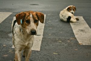 stray dogs in india