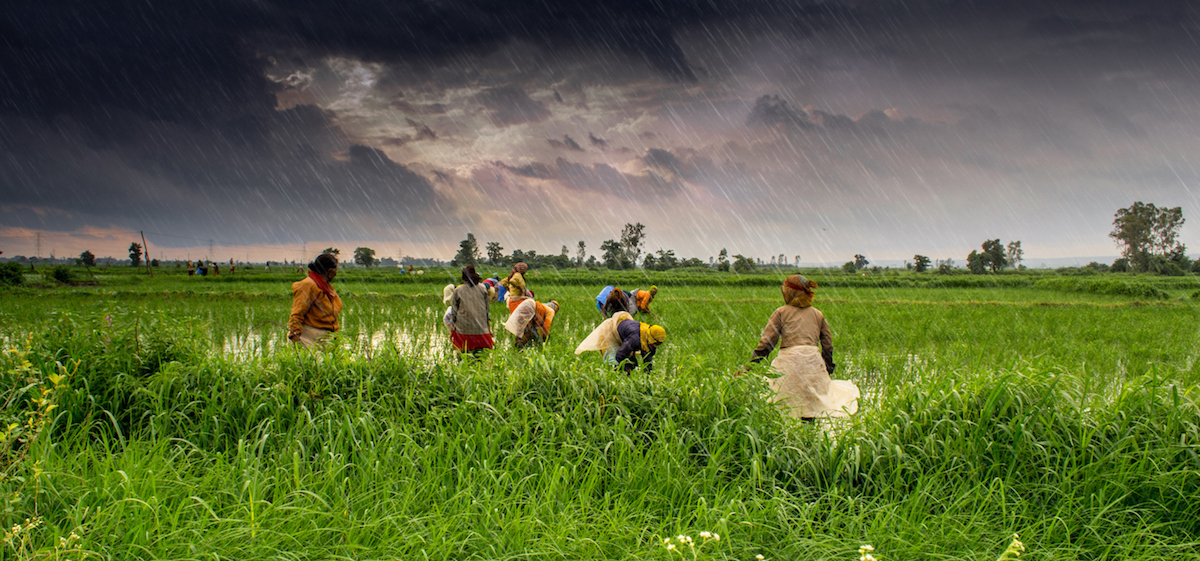 Data-Driven Decision Making for Agriculture in India | SocialCops
